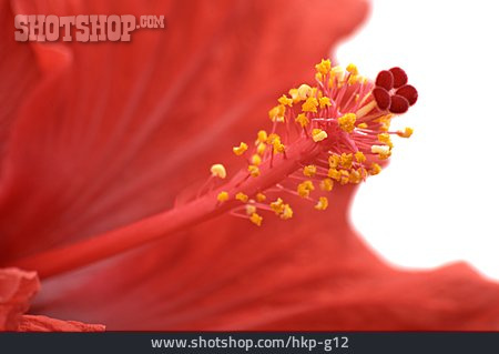
                Blütenstempel, Hibiskusblüte                   