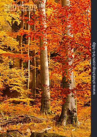 
                Herbstlich, Buchenwald, Herbstfärbung                   