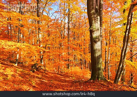 
                Rotbuche, Buchenwald, Herbstfärbung                   