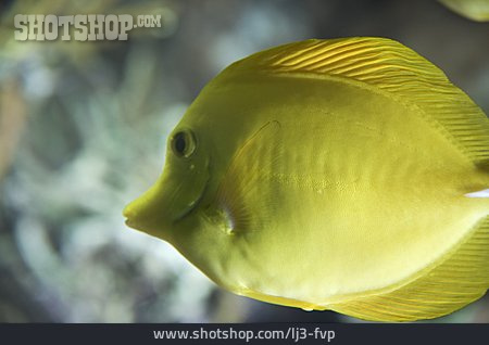 
                Gelber Segeldoktorfisch                   
