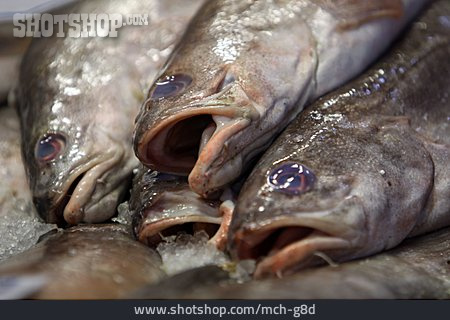 
                Totes Tier, Fischmarkt, Speisefisch                   