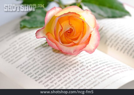 
                Rose, Liebesroman                   