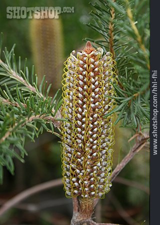 
                Blüte, Scarlet Banksia                   