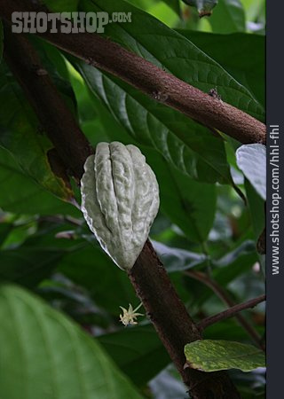 
                Kakaofrucht, Kakaobaum                   