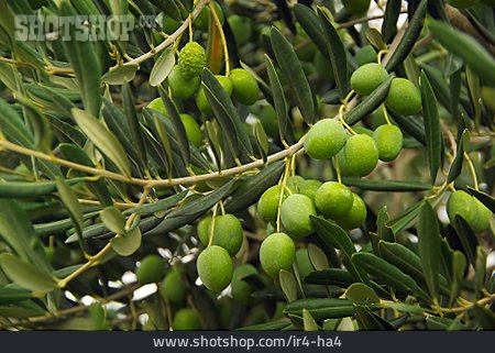 
                Olivenzweig, Olive, Olivenbaum                   