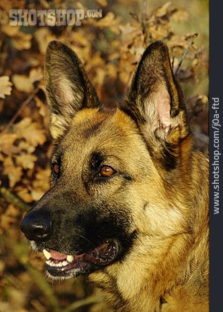 
                Hund, Tierporträt, Deutscher Schäferhund                   