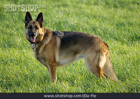 
                Hund, Deutscher Schäferhund                   