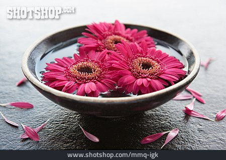 
                Dekoration, Gerbera, Blumendekoration, Wohnaccessoire, Blütenwasser                   