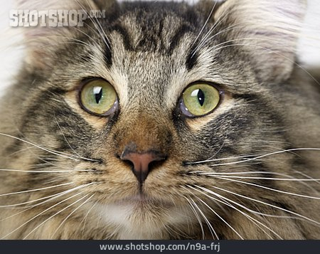 
                Neugier & Erwartung, Katze, Norwegische Waldkatze                   