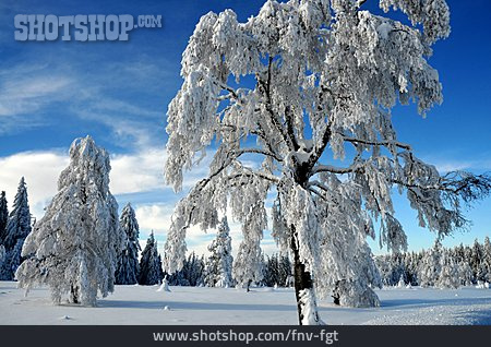 
                Winter, Schwarzwald, Verschneit                   