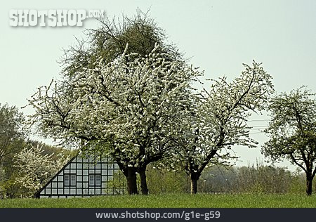 
                Kirschbaum, Frühling                   