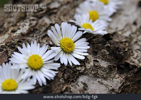 
                Gänseblümchen, Blumendekoration                   