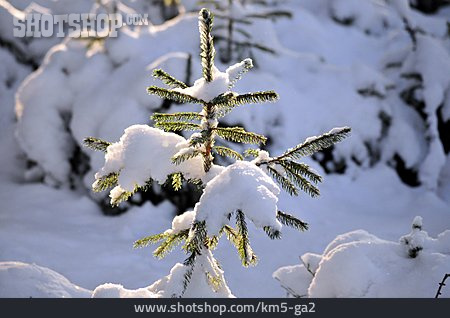 
                Tanne, Verschneit, Winterlich                   