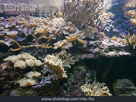 
                Unterwasser, Korallenriff, Koralle                   