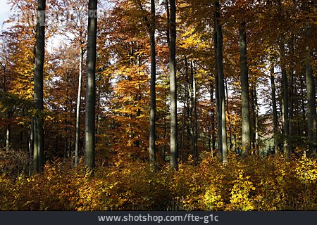 
                Herbst, Buchenwald                   