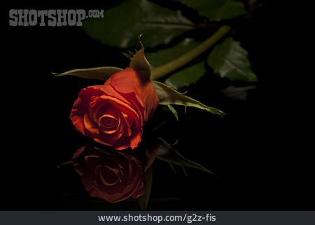 
                Rote Rose                   