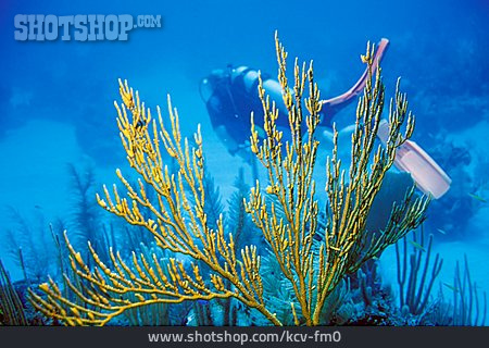 
                Unterwasser, Korallenriff, Taucher                   
