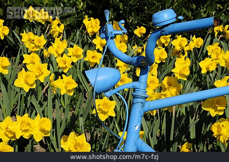 
                Fahrrad, Blumenwiese, Narzisse                   