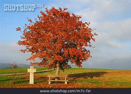 
                Baum, Herbstlich, Wegkreuz                   