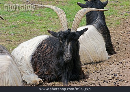 
                Welsh Black Goat Neck                   