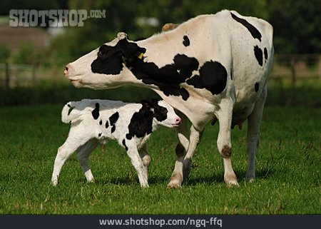 
                Kuh, Kalb, Fleckvieh, Schwarzbunt, Holstein-rind                   