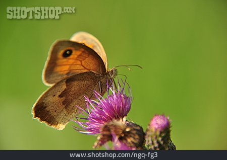 
                Schmetterling, Großes Ochsenauge                   
