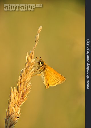 
                Schmetterling, Dickkopffalter                   