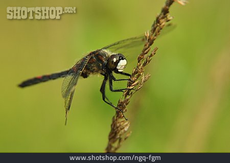 
                Libelle, Nordische Moosjungfer                   