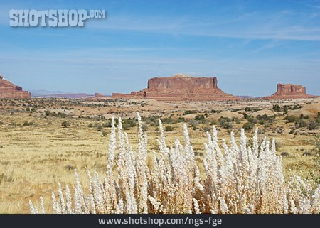 
                Vegetation, Canyonlands-nationalpark, Moab                   