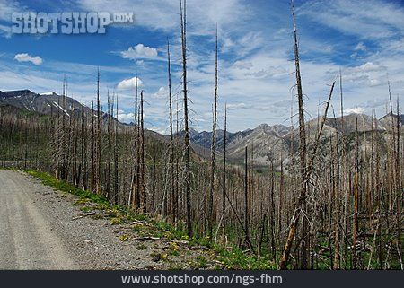 
                Waldsterben, Rocky Mountains, Montana, Choteau                   