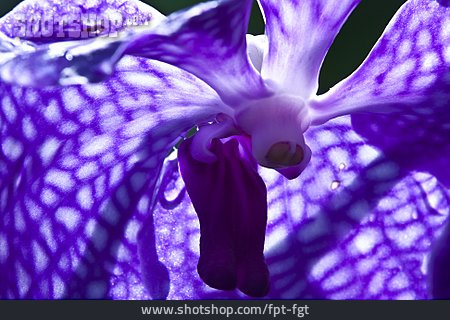 
                Orchidee, Vanda                   