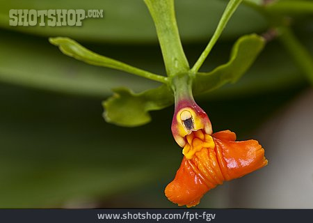 
                Orchidee, Epidendrum                   
