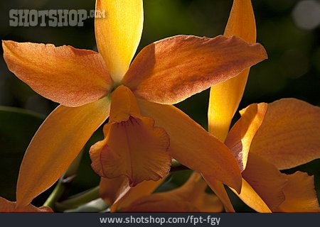 
                Orchidee, Laeliocattleya                   