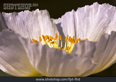
                Anemone, Anemonenblüte                   