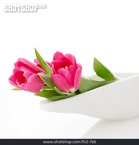 
                Tulpe, Stillleben, Tulpenblüte                   