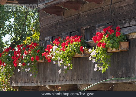 
                Blumenschmuck, Balkonblumen                   
