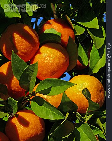 
                Südfrucht, Orangen, Orangenbaum                   