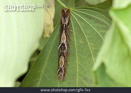 
                Schmetterlingsraupe, Heliconius Doris                   
