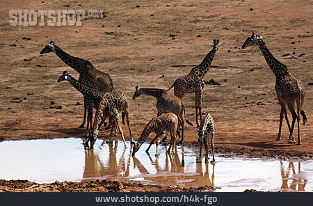 
                Giraffe, Kenia                   
