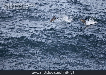 
                Springen, Meeressäuger, Delfin                   