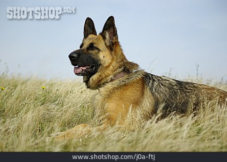 
                Hund, Schäferhund, Deutscher Schäferhund                   