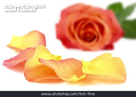 
                Blütenblatt, Rosenduft, Rosenblüte                   