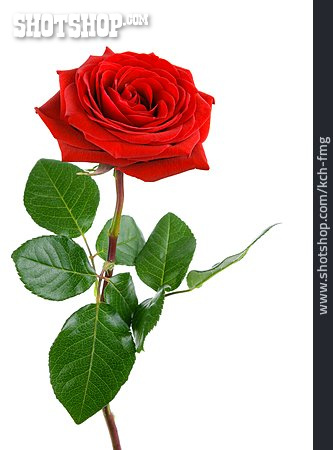 
                Rose, Rote Rose                   