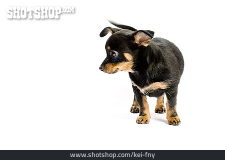 
                Hund, Welpe, Chihuahua                   