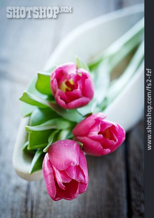 
                Tulpe, Stillleben, Tulpenblüte                   