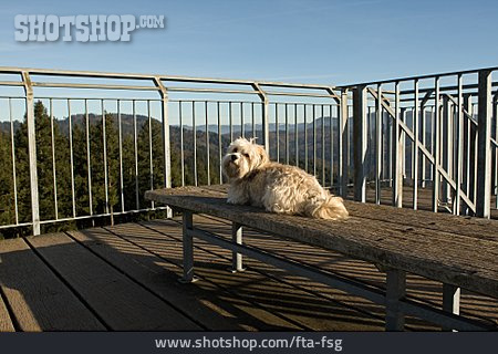 
                Hund, Aussichtsplattform, Hohes Horn                   