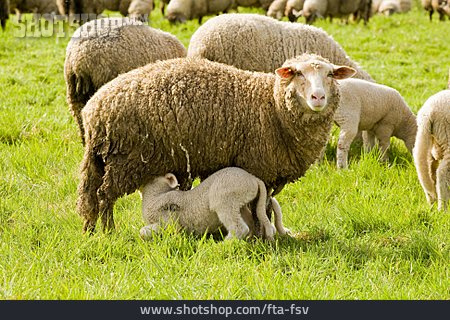 
                Schaf, Schafzucht                   