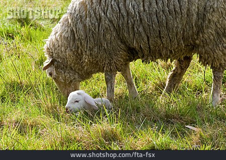 
                Pflege & Fürsorge, Schaf, Lamm                   