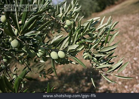 
                Italien, Olive, Olivenbaum                   