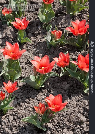 
                Tulpe, Blumenbeet                   